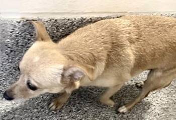 Chihuahua Dogs Available for Adoption - A653975 | PetCurious