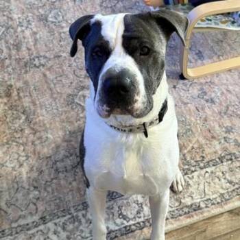 American Bulldog and American Staffordshire Terrier Dogs Available for Adoption in Liverpool, Texas - Azriel | PetCurious