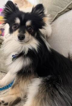 Pomeranian Dogs Available for Adoption in West Milwaukee, Wisconsin - Hendricks $500 | PetCurious
