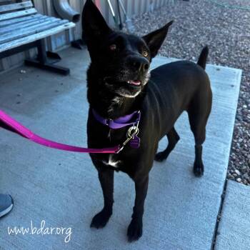 Phoebe -  Shepherd and Mixed Breed Dog for Adoption in Cheyenne, Wyoming - Phoebe | PetCurious