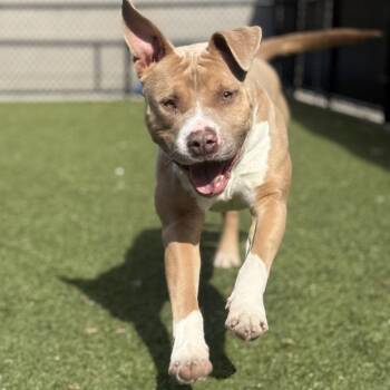Mixed Breed Dogs Available for Adoption in Greensboro, North Carolina - Gelato | PetCurious