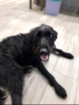 Poodle Dogs Available for Adoption in Anthem, Arizona - Freya | PetCurious