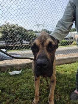 Vc-2  Stanley -  Cane Corso Dog for Adoption in Lawrenceville, Georgia - Vc-2  Stanley | PetCurious