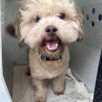 Teddy Bear -  Shih Tzu and Poodle Dog for Adoption in Bolivar, Missouri - Teddy Bear | PetCurious