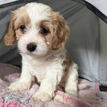 Cavalier King Charles Spaniel Dogs Available for Adoption in Homer Glen, Illinois - Minka | PetCurious