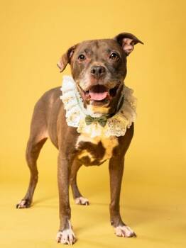 SHRIMP -  Pit Bull Terrier and Mixed Breed Dog for Adoption in Atlanta, Georgia - SHRIMP | PetCurious