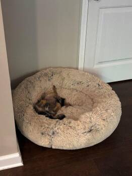 Terrier Dogs Available for Adoption in Bloomfield, Connecticut - Billy | PetCurious