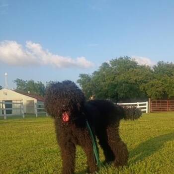 Diego -  Portuguese Water Dog and Poodle Dog for Adoption in Houston, Texas - Diego | PetCurious