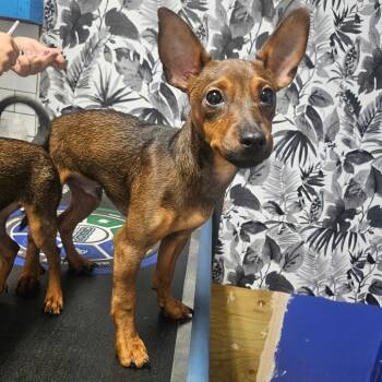 Rescue Miniature Pinscher Dogs for Adoption in Wahiawa, Hawaii - Rocco | PetCurious