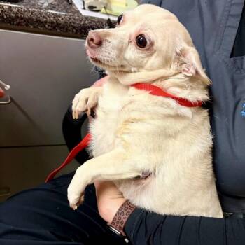 Chihuahua and Mixed Breed Dogs Available for Adoption in Tyrone, Georgia - Gordita 05-1317 | PetCurious