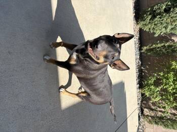 Rescue Bull Terrier Dogs for Adoption in Henderson, Nevada - Rico Suave | PetCurious