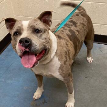 Black Mouth Cur Dogs Available for Adoption - DAISY | PetCurious