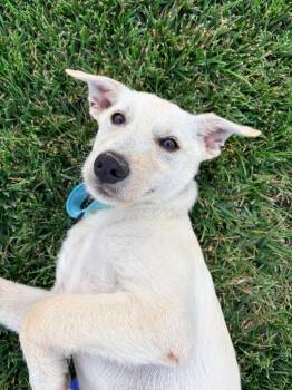 Pablo -  Mixed Breed Dog for Adoption in Morgantown, Kentucky - Pablo | PetCurious