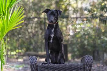 Rescue Shepherd Dogs for Adoption in Pawleys Island, South Carolina - Spade | PetCurious
