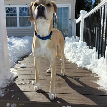 Mixed Breed Dogs Available for Adoption - Tacoma | PetCurious