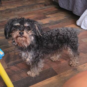 Frankie -  Yorkshire Terrier and Papillon Dog for Adoption in Goltry, Oklahoma - Frankie | PetCurious