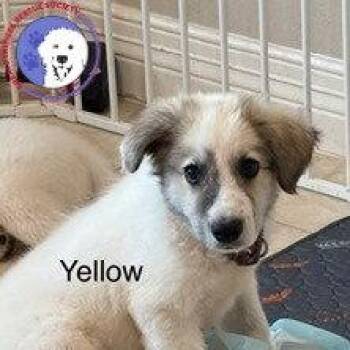 Rory -  Great Pyrenees Dog for Adoption in Spring, Texas - Rory | PetCurious