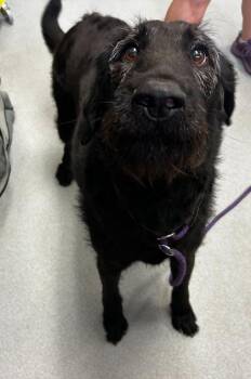 Mixed Breed Dogs Available for Adoption in Spruce Pine, North Carolina - Ziggy | PetCurious