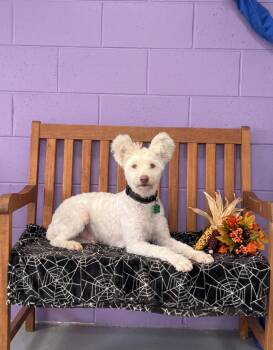 **TITO** -  Poodle and Bichon Frise Dog for Adoption in North Prairie, Wisconsin - **TITO** | PetCurious