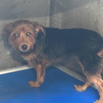 Choco -  Yorkshire Terrier and Mixed Breed Dog for Adoption in Los Angeles, California - Choco | PetCurious