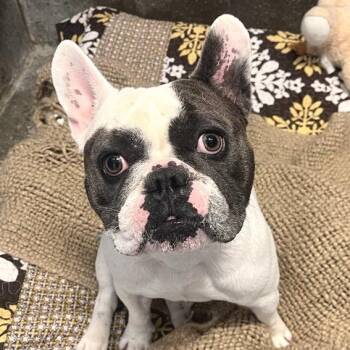 Funny Bone -  French Bulldog and Mixed Breed Dog for Adoption in Los Angeles, California - Funny Bone | PetCurious