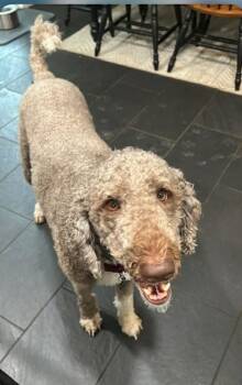 Bernie -  Labradoodle Dog for Adoption - Bernie | PetCurious