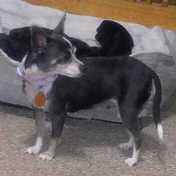 Bella -  Chihuahua Dog for Adoption in Enterprise, Alabama - Bella | PetCurious
