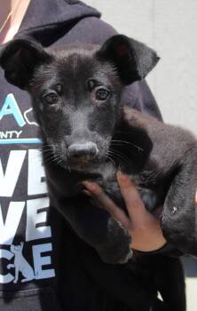 Husky Dogs Available for Adoption in Vacaville, California - Harry | PetCurious
