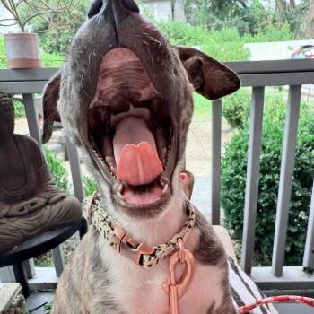 Rescue Mixed Breed Dogs for Adoption in Savannah, Georgia - Principessa Striperbutt | PetCurious