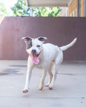Tabitha -  Mixed Breed Dog for Adoption in Chamblee, Georgia - Tabitha | PetCurious