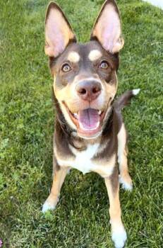 ZOOMSKI -  Siberian Husky and Mixed Breed Dog for Adoption in Sacramento, California - ZOOMSKI | PetCurious