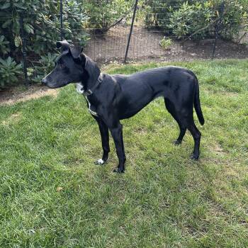 Maya - sweet, gentle and affectionate -  Black Labrador Retriever and Pointer Dog for Adoption in Oriskany, New York - Maya - Sweet, Gentle And Affectionate | PetCurious