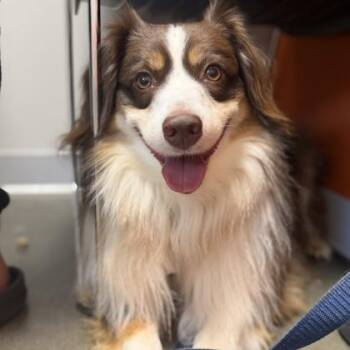 Canelo -  Mixed Breed Dog for Adoption in Janesville, Wisconsin - Canelo | PetCurious