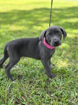 Tulip -  Labrador Retriever and Mixed Breed Dog for Adoption in Aiken, South Carolina - Tulip | PetCurious