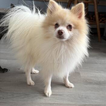 Rescue Pomeranian Dogs for Adoption in Oklahoma City, Oklahoma - Huxley Doughnut | PetCurious