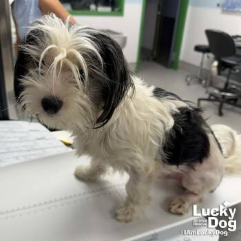 Brett -  Shih Tzu Dog for Adoption in Washington, District Of Columbia - Brett | PetCurious
