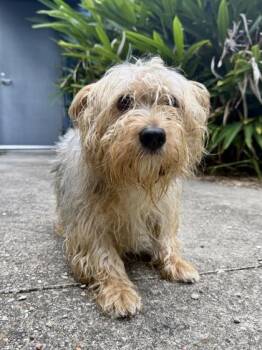 Chunk -  Yorkshire Terrier and Mixed Breed Dog for Adoption in New Orleans, Louisiana - Chunk | PetCurious