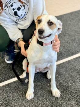 Mixed Breed Dogs Available for Adoption - Piper | PetCurious