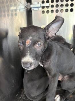 A478358 -  German Shepherd Dog and Mixed Breed Dog for Adoption in Oklahoma City, Oklahoma - A478358 | PetCurious