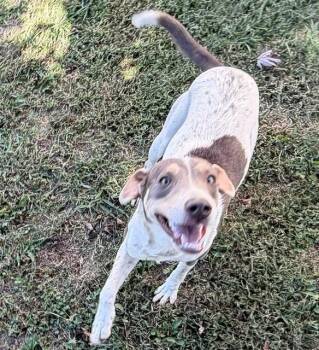 Cinnamon -  Hound Dog for Adoption in Fayetteville, Arkansas - Cinnamon | PetCurious