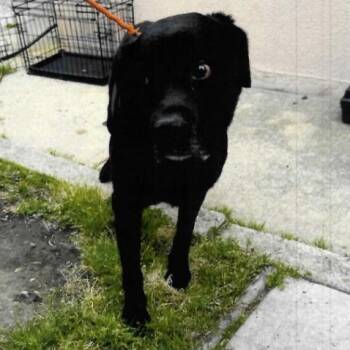 Black Labrador Retriever Dogs Available for Adoption in Trenton, New Jersey - States | PetCurious