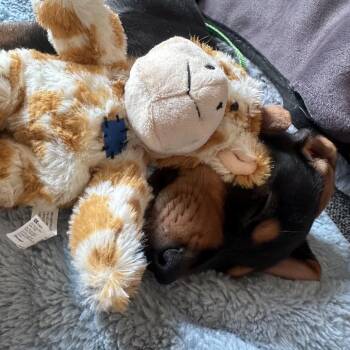 Gollum D70610 -  Beagle and Mixed Breed Dog for Adoption in Minnetonka, Minnesota - Gollum D70610 | PetCurious