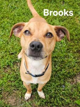 Brooks -  Chihuahua Dog for Adoption in Lapeer, Michigan - Brooks | PetCurious