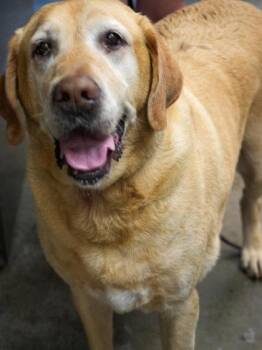 Chewey -  Labrador Retriever and Mixed Breed Dog for Adoption in Bowling Green, Kentucky - Chewey | PetCurious