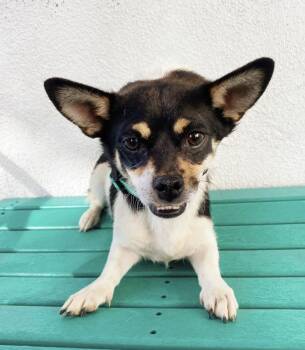 Rescue Mixed Breed Dogs for Adoption in Los Angeles, California - Sunny | PetCurious