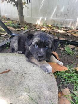 JOEY -  Australian Shepherd and Mixed Breed Dog for Adoption in Cincinnati, Ohio - JOEY | PetCurious