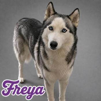 Freya -  Husky Dog for Adoption in Scottsdale, Arizona - Freya | PetCurious