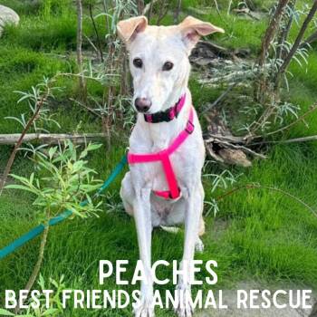 Peaches -  Husky Dog for Adoption in Wasilla, Alaska - Peaches | PetCurious
