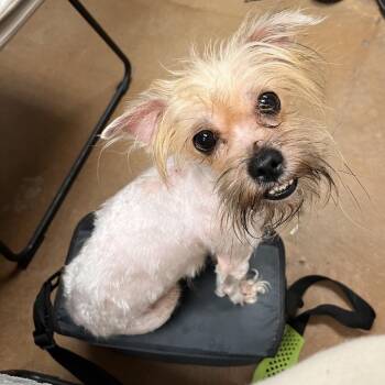 Slinky -  Maltese Dog for Adoption in Pekin, Illinois - Slinky | PetCurious