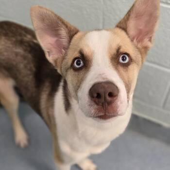 Bub -  Siberian Husky and Mixed Breed Dog for Adoption in East Hanover, New Jersey - Bub | PetCurious